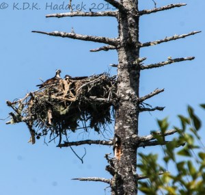 nest, osprey