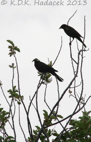 Birds n sillouette CW