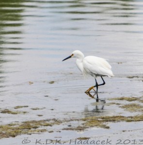 egret, wading bird