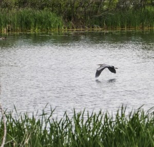 great blue heron, bird, flying