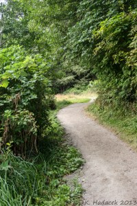 dirt path, vegetation