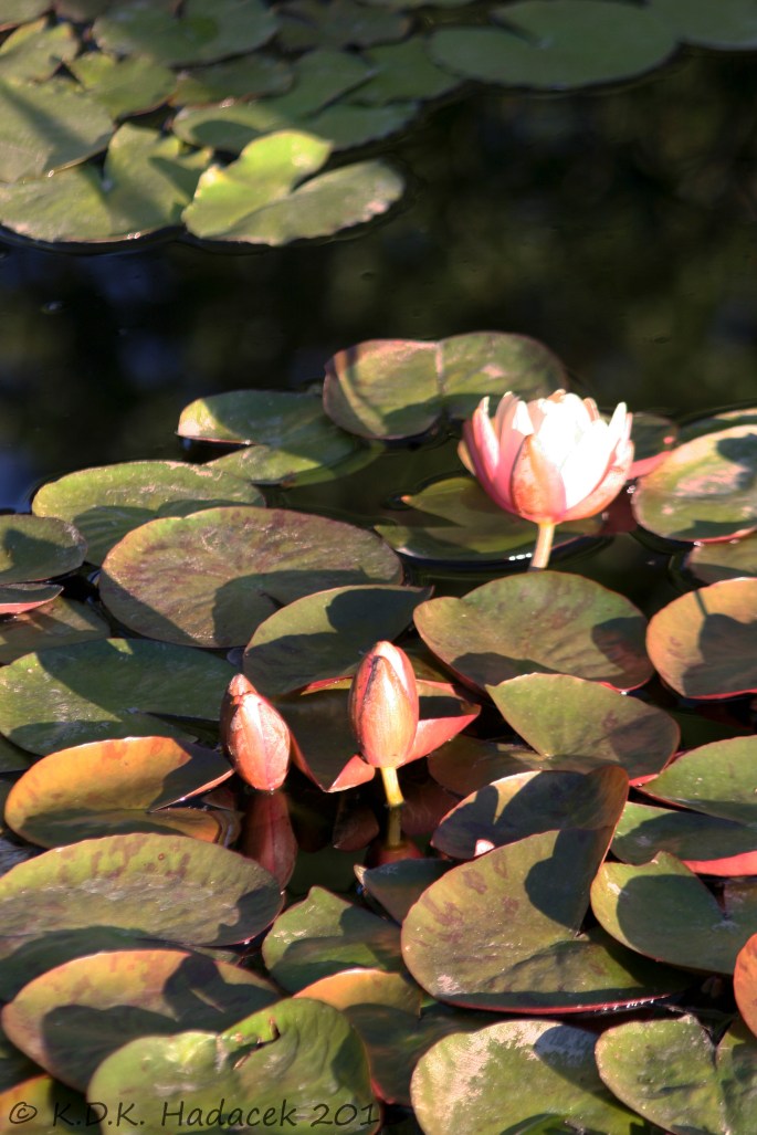 pink waterlillies 4 CW