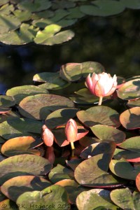 pink waterlilies