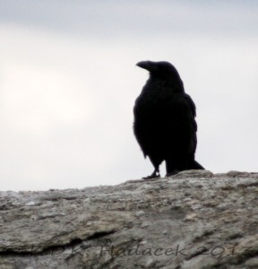 raven