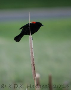 red-winged blackbird, cat tail