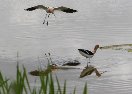 Avocets, landing bird, flying bird, wading bird