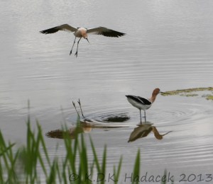 Avocets, landing bird, flying bird, wading bird