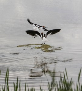 shore birds, water birds, avocets