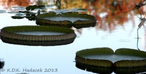 Victoria waterlilies 5 CW