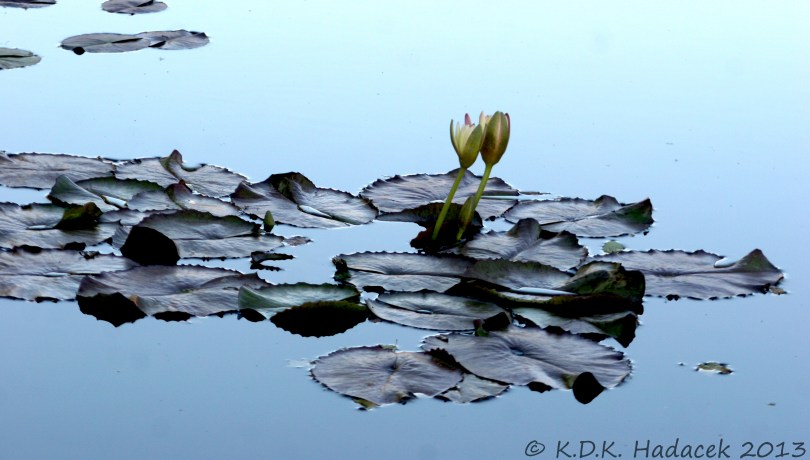 white waterlillies 2 CW