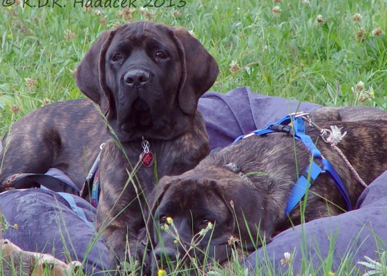 mastiffs