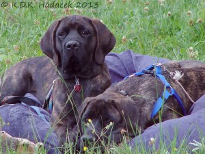 mastiffs