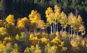 Colorado, golden aspens, Golden Gate State Park