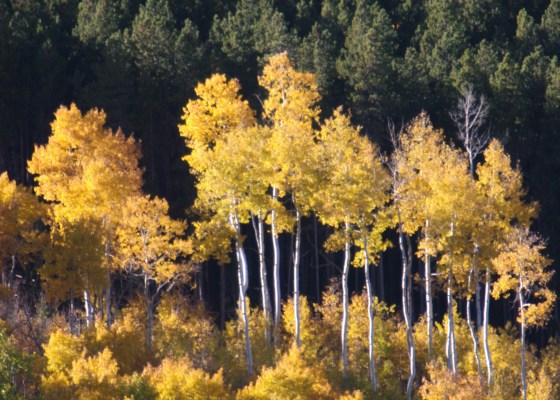 Colorado, golden aspens, Golden Gate State Park