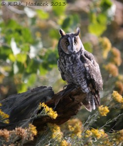 Long-earred owl