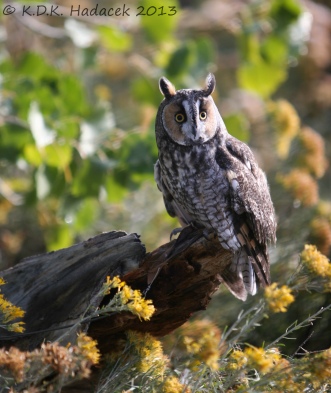 long-earred owl