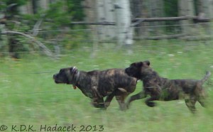 running mastiffs