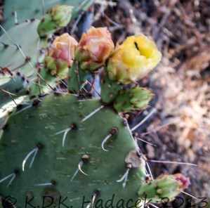 yellow and orange cactus blossoms