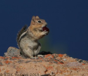 chipmunk eating cherry,