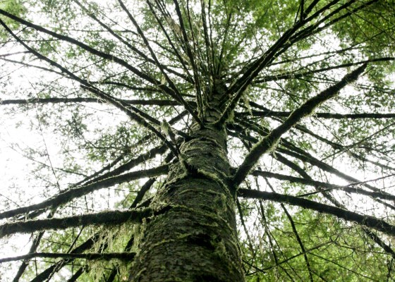 redwood tree, mossy tree, branches, Redwood National Forest