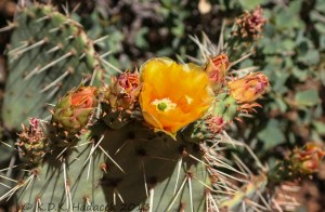flowering cactus, orange cactus blossom