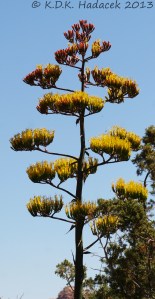 yucca flowers