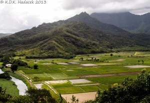 Taro fields, Hanalei, Kauai, Hawaii