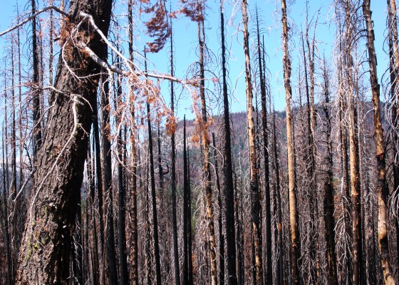 charred tree trunks, burned trees