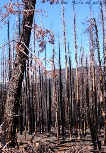 charred tree trunks following a forest fire