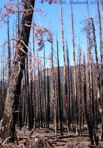 charred tree trunks, burned trees