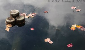 Japanese garden, leaves on water