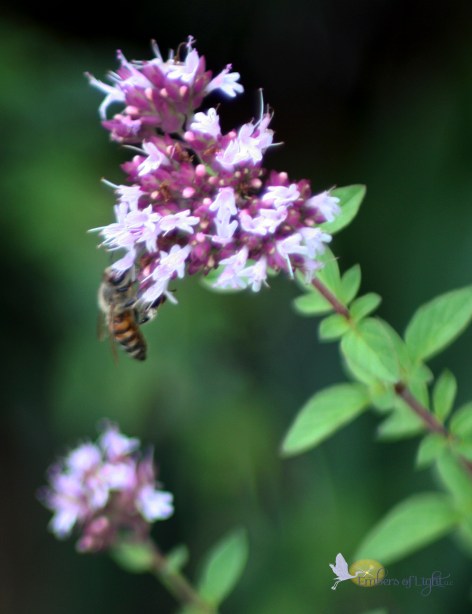 oregano blossom with a bee sampling pollen