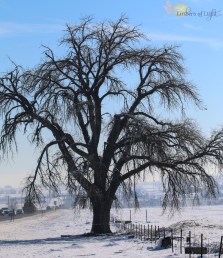 mature tree in snow