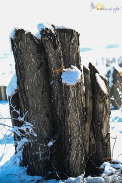 freshly cut tree stumps