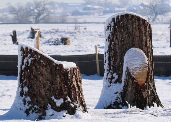 snowy tree stumps