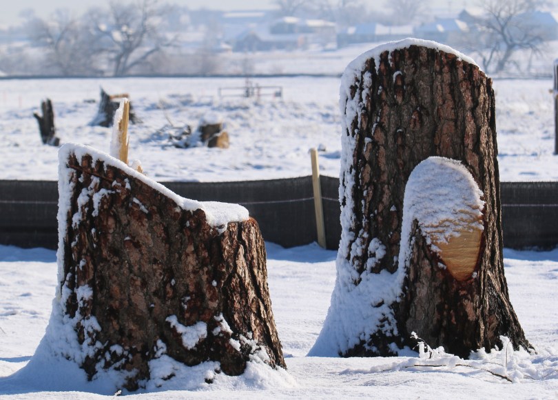 snowy tree stumps