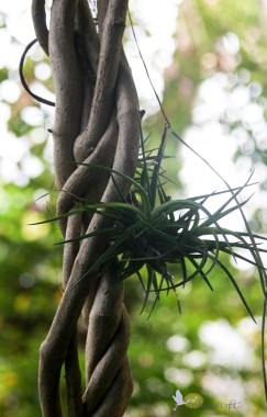 Do lush, life-filled ideas just erupt from lifeless vines? Or are they gifts from beyond - from our soul?