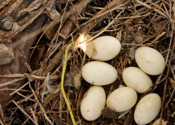 clutch of goose eggs, Barr Lake, Colorado
