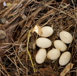 clutch of goose eggs, Barr Lake, Colorado