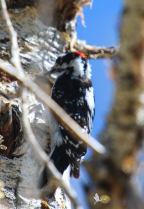 A downy woodpecker is making a nesting hole.