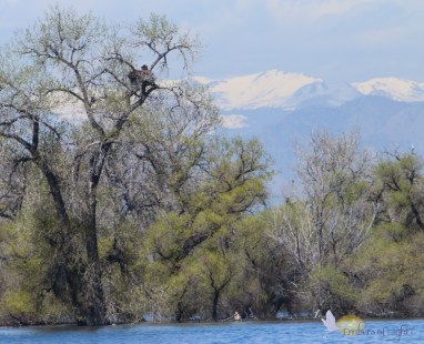 A bald eagle sits in its nest, with the Rocky Mountains in the background. Through the spotting scope, we could see two chicks, and the mate was nearby.