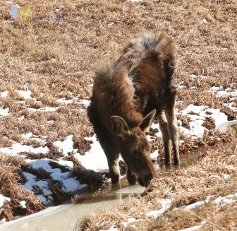 A young moose, near Red Feather Lakes, Colorado