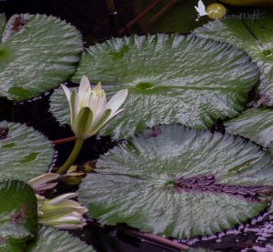 Allerton park, Kauai, Hawaii, white water lily