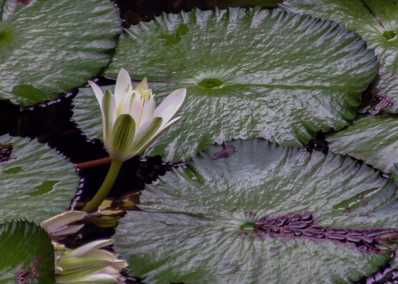 Allerton park, Kauai, Hawaii, white water lily