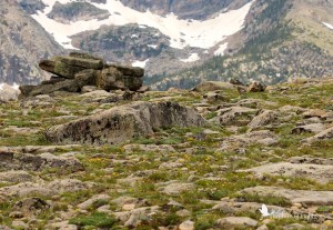 rocky alpine field, mountains, Rocky Mountain National Park