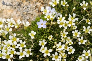 alpine flowers, Rocky Mountain National Park