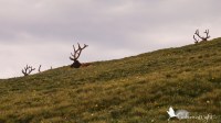 Elk antlers, Rocky Mountain National Park