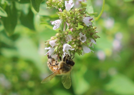 bee, oregano blossom