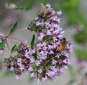 bees, oregano blossoms