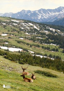 Rocky Mountain National Park, elk, mountains, snow